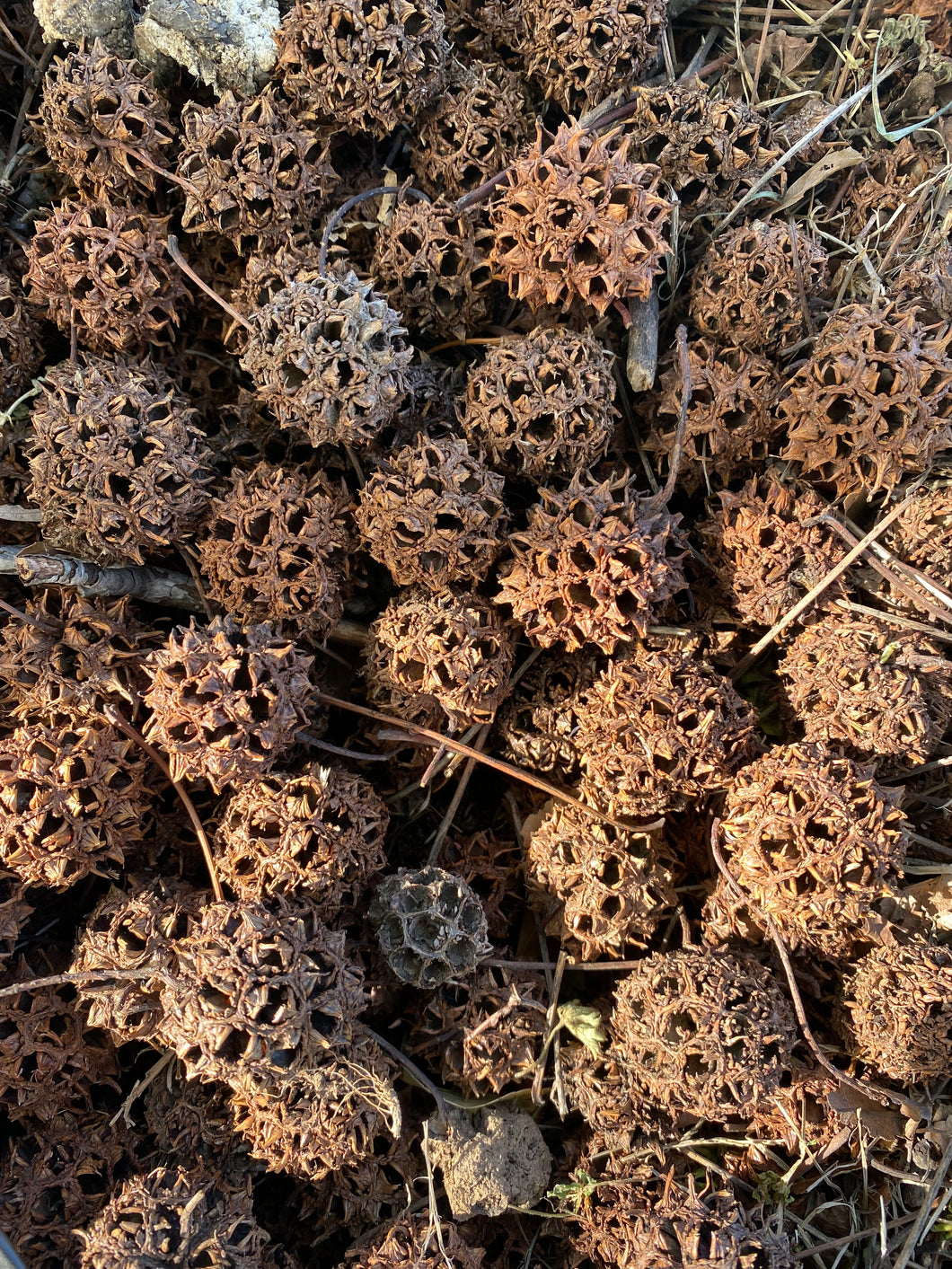 Witch’s Burrs